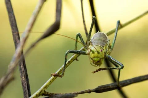 Micro Shot of Grasshopper from Front Stock Photos