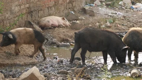 Micro shot of a group of pigs, shot of wild pigs Vídeo Stock 147675439