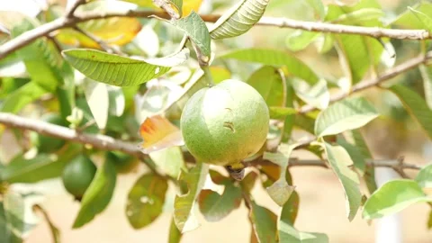 Micro shot of guava hanging on a tree with leaves around Vídeo Stock 147692560