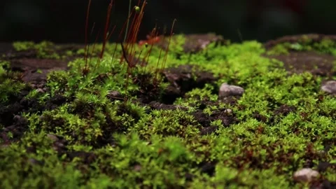 Micro shot of Moss on wall surface and ant is moving on it Stock Footage 162472415