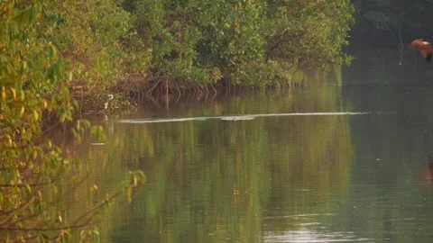 Micro shot of river water flowing into river, Trees at the bank of river Vídeo Stock 150718938