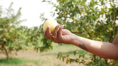 Micro shot of rotating yellow guava fruit in hand Video stock 147693550