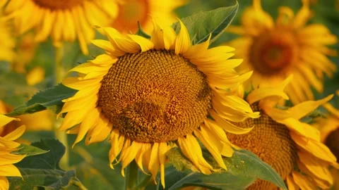 Micro shot of sunflower bend to ground, Ground facing sunflower view Stock Footage 150714150