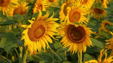 Micro shot of sunflowers in a field, Moving shot of yellow sunflowers in a field Stock Footage 150714245