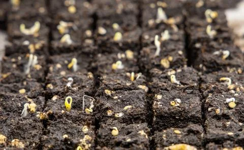 Micro Soil Blocks Sprouts Stock Photos
