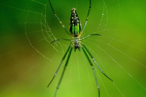 Micro Spider With Net Fotos de archivo