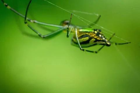 Micro Spider Stock Photos