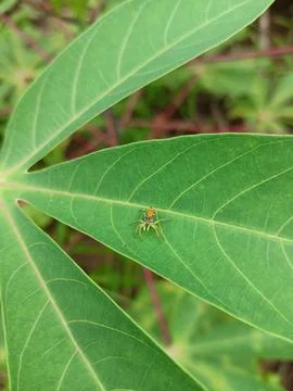 Micro Spider Foto stock