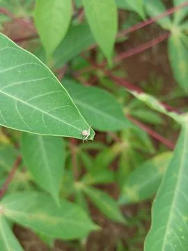 Micro Spider Foto stock