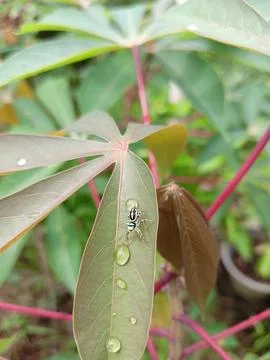 Micro Spider Foto stock