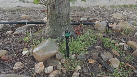 Micro sprinkler irrigating fruit tree in orchard. Vidéo 342003481