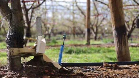 Micro Sprinkler Irrigating Vineyard Grapevine Vidéo 342279094
