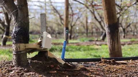 Micro Sprinkler Irrigation System in Vineyard Vidéo 342279058