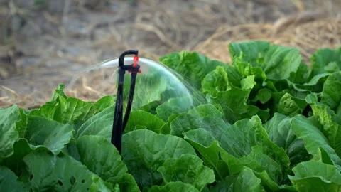 Micro Sprinkler Watering Green Vegetable Crops In Farm Field Stock Footage 337709078