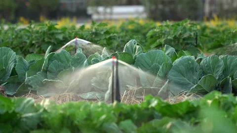 Micro Sprinklers Watering Green Cabbage Crops In Farm Field Stock Footage 337709074