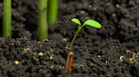Micro sprout growing from soil time-lapse Vidéo 2979995