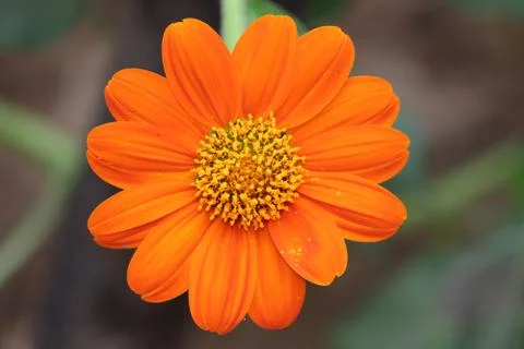 Micro of sun flowers Stock Photos