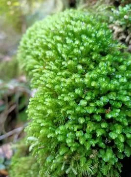 Micro vegetation Stock Photos