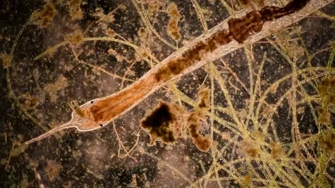 Micro video of a bristle worm (Stylaria sp.) feeding in freshwater. Vídeos de archivo 294363583
