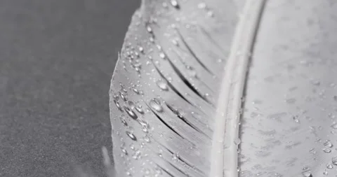 Micro video of close up of feather with copy space on grey background Stock Footage 331208800