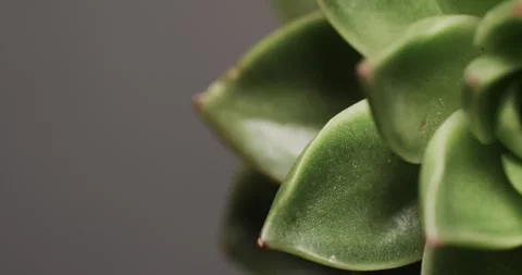 Micro video of close up of green cactus plant with copy space on grey background Stock Footage 331295276