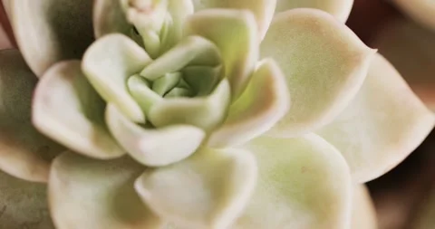 Micro video of close up of green cactus plant with copy space Stock Footage 331307396