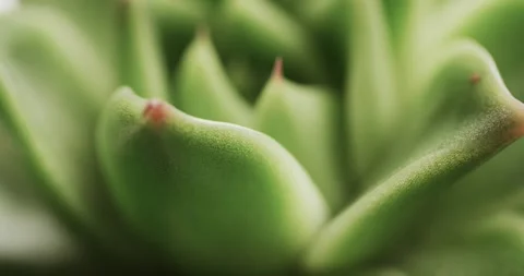 Micro video of close up of green cactus plant with copy space Stock Footage 331447750