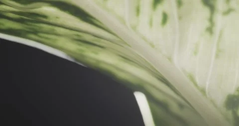 Micro video of close up of green leaf with copy space Stock Footage 331246501