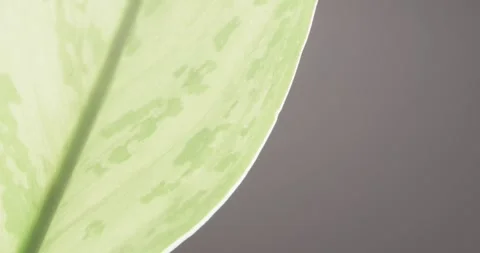 Micro video of close up of green leaf with copy space on grey background Stock Footage 331246518