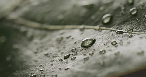 Micro video of close up of leaves and water drops with copy space 库存影片 248672455