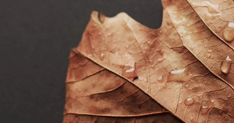 Micro video of close up of orange leaf with water drops and copy space Stock Footage 331295285