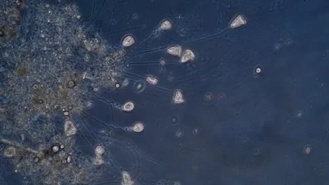 Micro video of freshwater, bell-shaped ciliates feeding on bacteria Vídeos de archivo 294600513