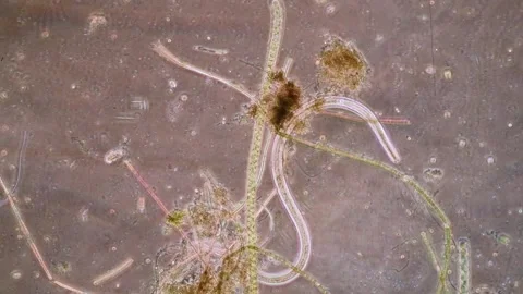 Micro video of a freshwater round worm searching for food. Vídeos de archivo 294362055