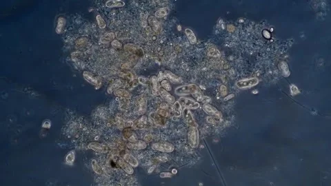 Micro video of small ciliated feed on bacteria in a freshwater culture. Vídeos de archivo 294600499