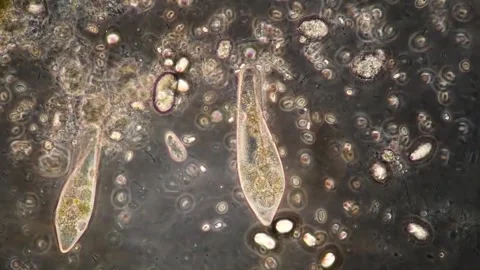 Micro video of two large freshwater ciliates (Paramecium) feeding on bacteria. Vídeos de archivo 294344946