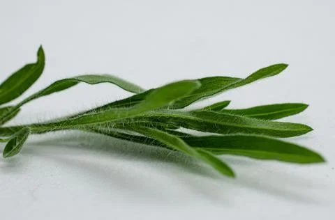 Micro view of plant Stock Photos