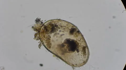 Micro waste under microscope, magn 200X Видео 54610276
