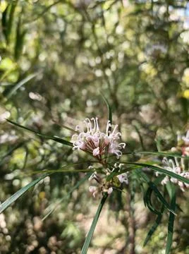 Micro white flower Stock Photos