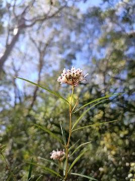 Micro white flower Stock Photos