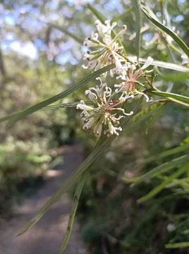 Micro white flower Stock Photos