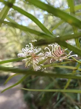 Micro white flower Stock Photos