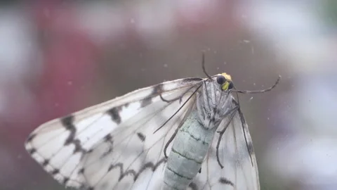 Micro of white moth resting on a window with blur traffic flow Stock Footage 163318060
