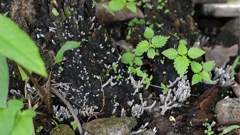 Micro world Stock Footage 99117307