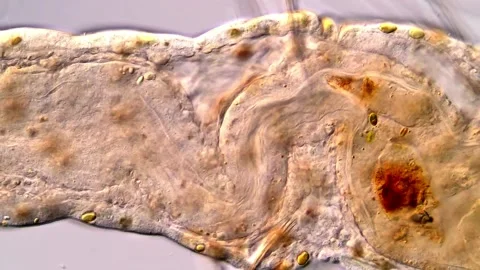 Micro Worms Aeolosoma Gliding Through Water in 4K 库存影片 317926918