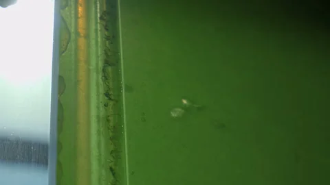 Microalgae bioreactor, sustainable sunlight energy - HLG Stock Footage 285146590