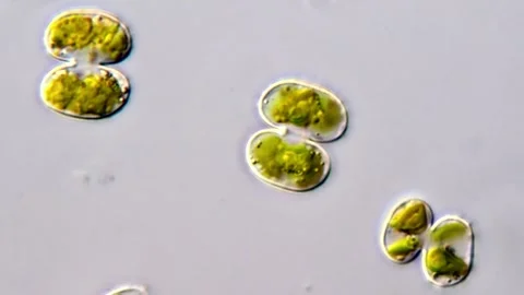 Microalgae, Cosmarium algae 스톡 동영상 311037841