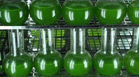Microalgae filled glassware overview by steadicam shot Stock Footage 61057132