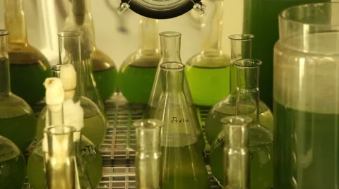 Microalgae green cultures grows in glass pots inside of photo-thermostat Stock Footage 53543070