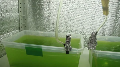 Microalgae in vessels Stock Footage 60816547