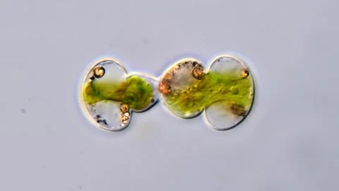 Microalgal, Cosmarium algae under microscope 库存影片 311037660